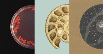Three-panel artwork of a petri dish with red bacterial colonies, a cross-section of an ammonite fossil and an antique celestial globe