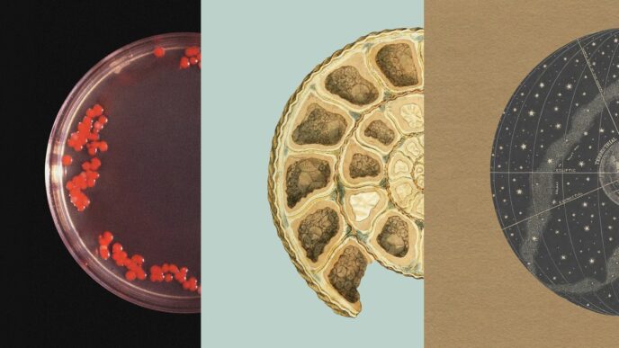 Three-panel artwork of a petri dish with red bacterial colonies, a cross-section of an ammonite fossil and an antique celestial globe