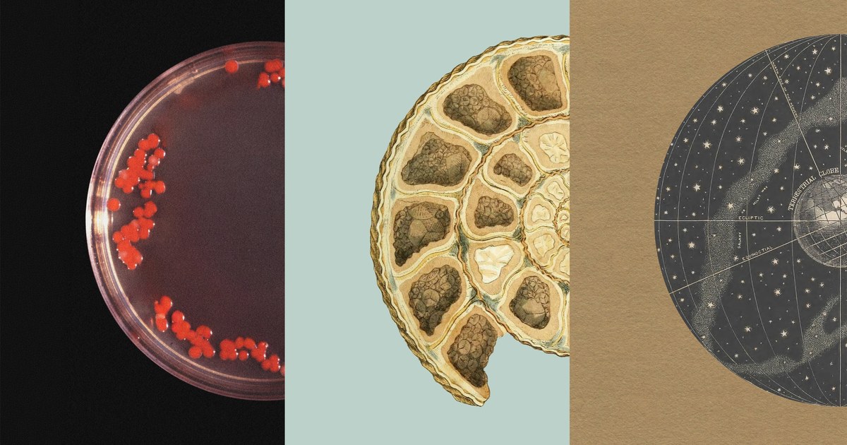 Three-panel artwork of a petri dish with red bacterial colonies, a cross-section of an ammonite fossil and an antique celestial globe