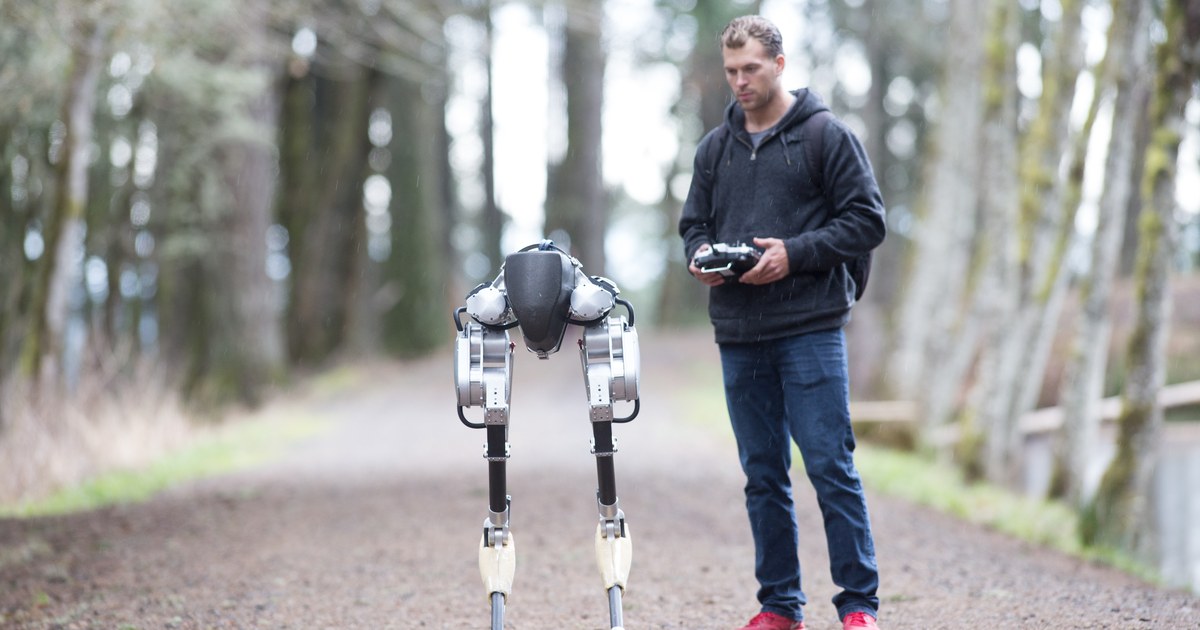 Cassie bipedal robot on a forest path beside a researcher holding a remote control
